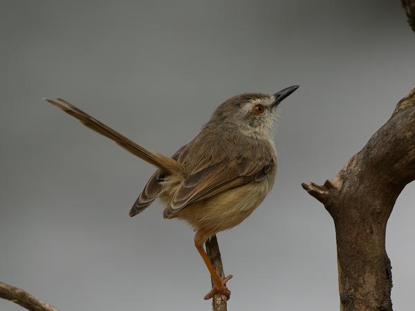<h3><a href="/trips/tanzania/biota/animalia/chordata/aves/040 passeriformes/088 cisticolidae/prinia subflava/prinia subflava-nl.html">Prinia&nbsp;subflava</a> / Tawny‑flanked&nbsp;prinia / Roestflankprinia</h3>OM-1 Mark II met OLYMPUS M.150-400mm F4.5 TC, 1/2000 sec  bij F5.6, ISO 640, afstand 7.97&nbsp;m